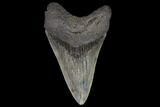 Fossil Megalodon Tooth - Georgia #109355-2